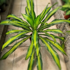 Dracaena Massangeana - comprar online