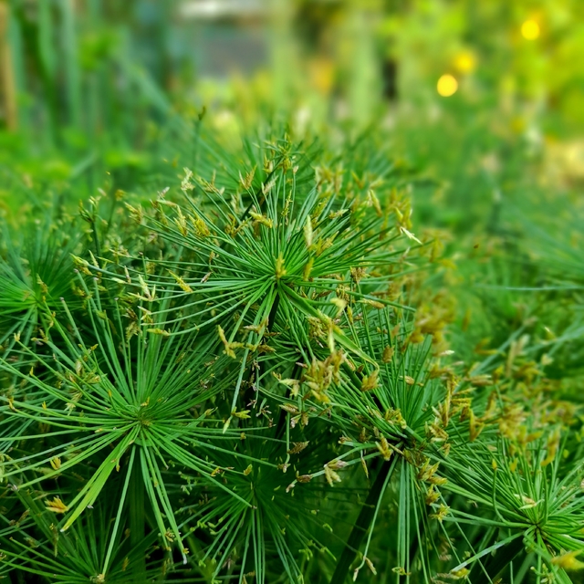 Papiro Enano Comprar en Vivero Mario