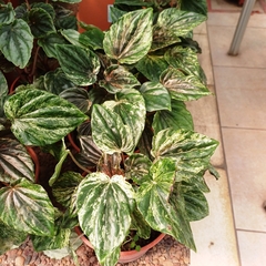 Peperomia Caperata - comprar online