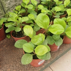 Peperomia Lemon - comprar online