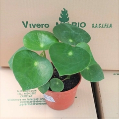 Peperomia polybotrya `Raindrop` - Vivero Mario