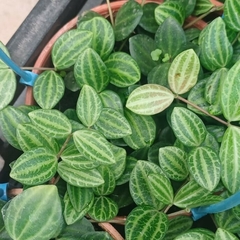 Peperomia Quadrangularis en internet