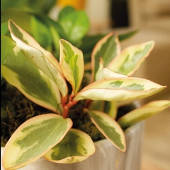 Peperomia Tricolor