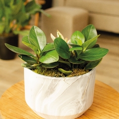 Peperomia Verde