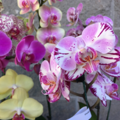 Imagen de Orquídea Phalaenopsis