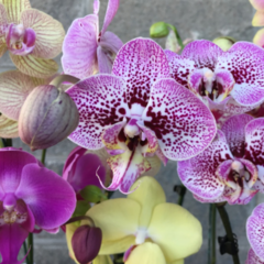 Orquídea Phalaenopsis - comprar online