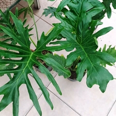 Philodendron Misionero