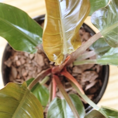 Philodendron Imperial Red - Vivero Mario