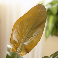 Philodendron Imperial Red - comprar online