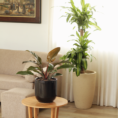 Philodendron Imperial Red en internet