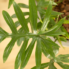 Philodendron Mayoi - Vivero Mario