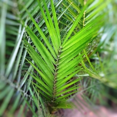 Phoenix Canariensis