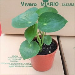 Pilea Peperomioides - comprar online