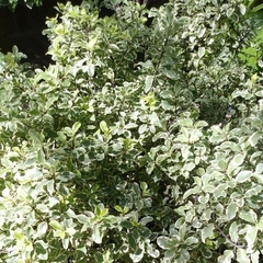 Pittosporum Maggi / Nigricans