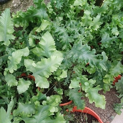 Helecho Polypodium - Vivero Mario