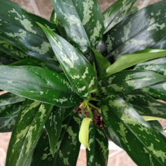 Aglaonema María - Vivero Mario