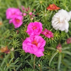 Portulaca