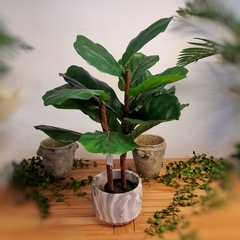 Ficus Pandurata (Artificial)