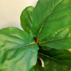 Ficus Pandurata (Artificial) en internet