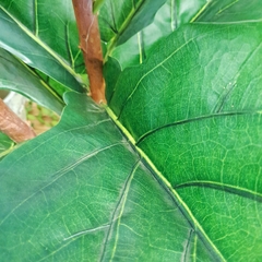 Ficus Pandurata (Artificial) - Vivero Mario