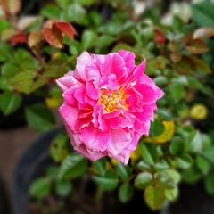 Rosa Rococó - Vivero Mario