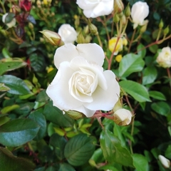 Rosa Trepadora