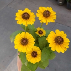 Rudbeckia en internet