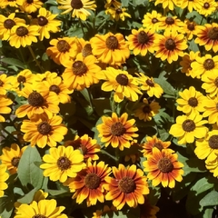 Rudbeckia