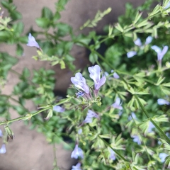 Salvia africana - Vivero Mario