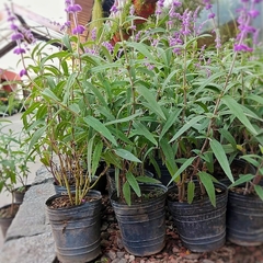 Salvia Leucantha - comprar online