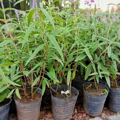 Salvia Leucantha - Vivero Mario