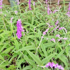 Salvia Leucantha