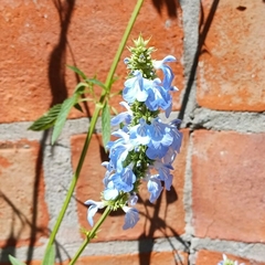 Salvia uliginosa - comprar online