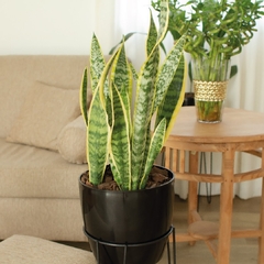 Sansevieria