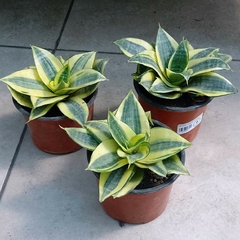 Sansevieria Enana - Vivero Mario