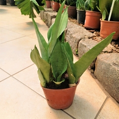 Sansevieria Moonshine - Vivero Mario