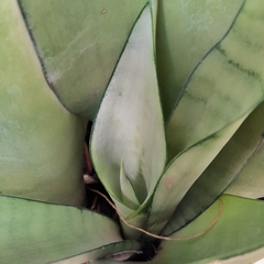 Sansevieria Moonshine - comprar online