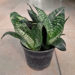 Sansevieria Enana - comprar online