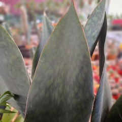 Sansevieria Masoniana - comprar online