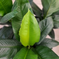 Spathiphyllum Sensation