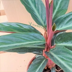 Calathea Sanguinea