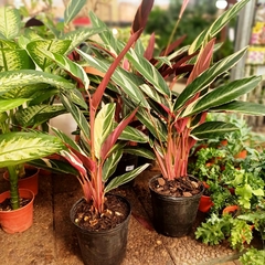 Imagen de Calathea Stromanthe Triostar