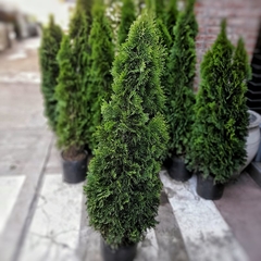 Thuja Smaragd