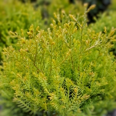 Thuja Rheingold