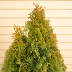 Thuja Smaragd