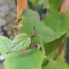 Thunbergia Grandiflora - comprar online