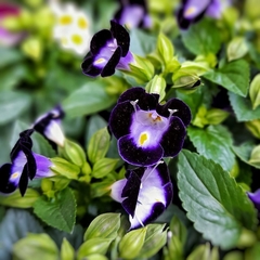 Torenia