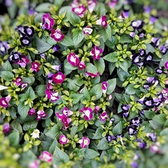 Torenia en internet