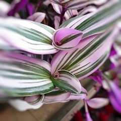 Tradescantia Nanouk