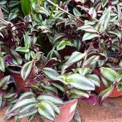 Tradescantia Zebrina - Vivero Mario